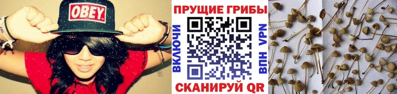 Псилоцибиновые грибы Psilocybe  Купить где  Донской 